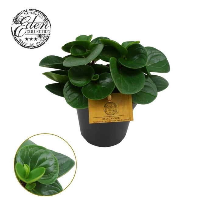 <h4>Peperomia Obtusifolia Red Canyon 12cm</h4>