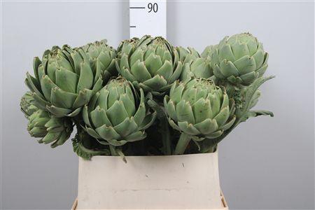 <h4>Cynara Scolymus</h4>