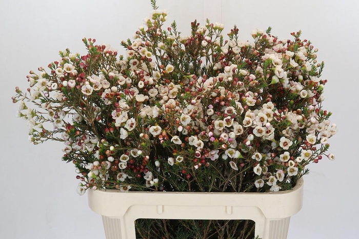 Chamelaucium Moonlight Delight