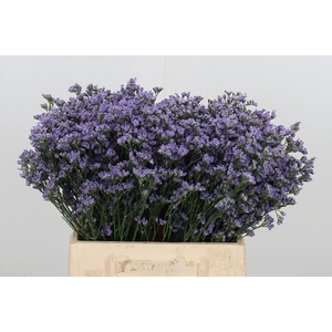 Limonium Utha