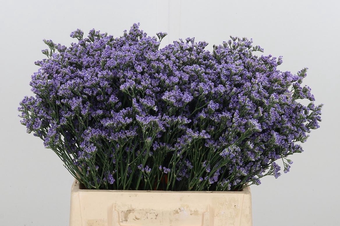 <h4>Limonium Utha</h4>