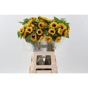 Heli Vincents Choice Co 70cm