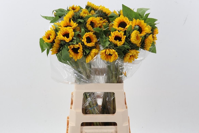 <h4>Heli Vincents Choice Co 70cm</h4>