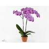 Phalaenopsis  'Ant San Francisc'