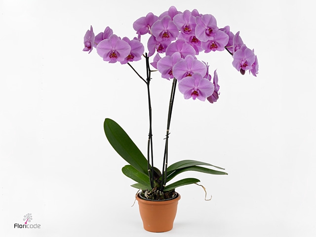 Phalaenopsis  'Ant San Francisc'