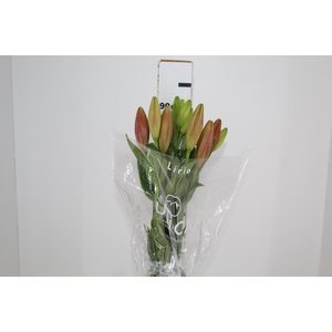LIRIO LA POKERFACE 090 CM HT 2/3 FLS VERMELHO