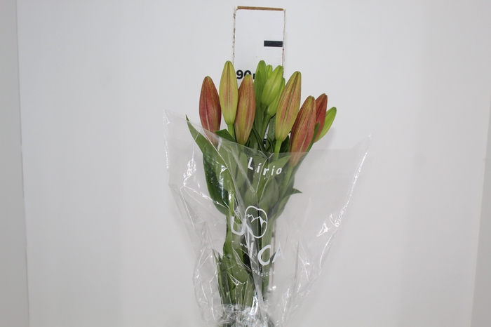 <h4>LIRIO LA POKERFACE 090 CM HT 2/3 FLS VERMELHO</h4>