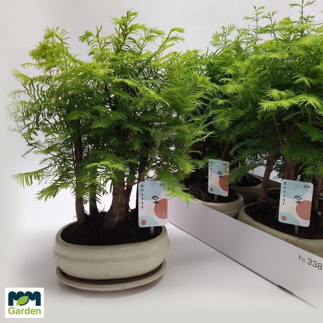 <h4>BONSAI OV</h4>