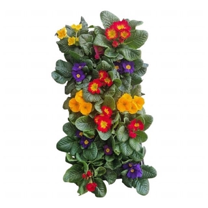 PRIM ACAULIS GEMENGD