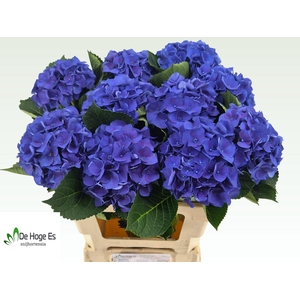HYDR M ROY CROWN BL