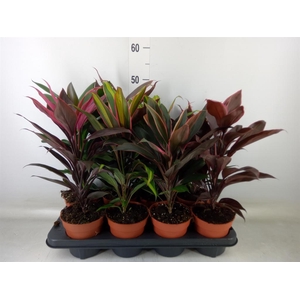 Cordyline   ...mix
