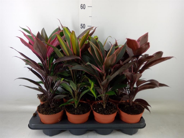 <h4>Cordyline ...mix</h4>