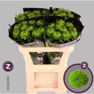 CHRYSANTHEMUM PL 'ALEMANI'