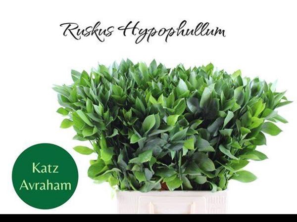 <h4>RUSCUS HYPOPHYLLUM</h4>