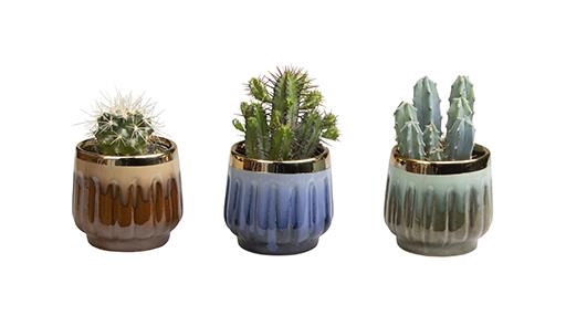 CACTUS MIX P6 L 65617