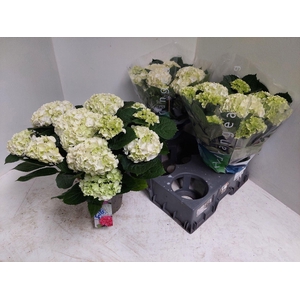 Hydrangea macr. Wudu