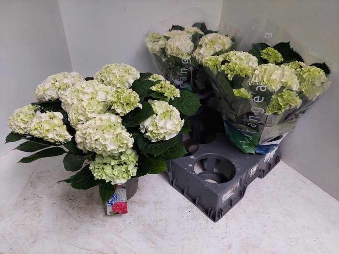 <h4>Hydrangea macr. Wudu</h4>