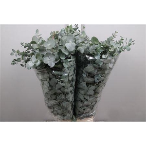 Euc Cinerea Extra