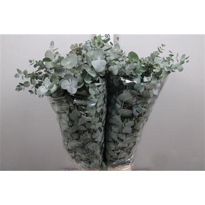 Euca Cinerea Per Bunch 400 Gram S U
