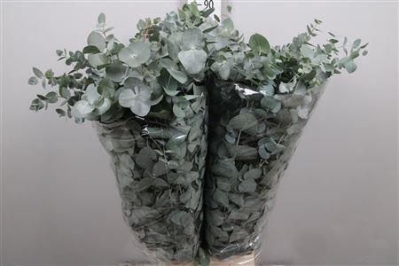 <h4>Euc Cinerea Per Bunch</h4>