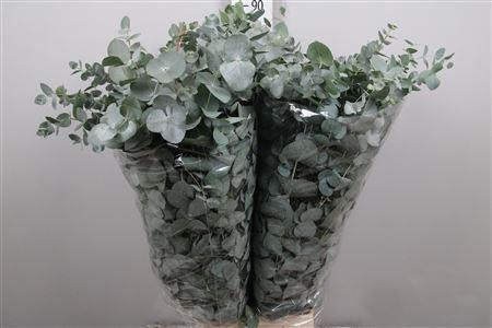 <h4>Euca Cinerea Per Bunch 400 Gram S U</h4>