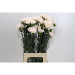 Dianthus St Brut
