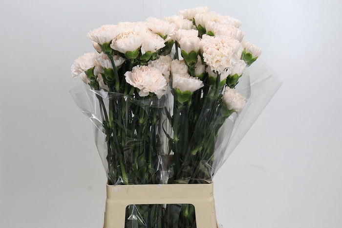<h4>Dianthus St Brut</h4>