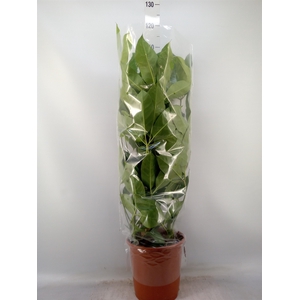 Schefflera actin. 'Amate'