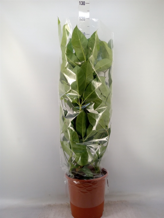 <h4>Schefflera actin. 'Amate'</h4>