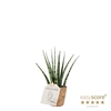 SANSEVIERIA PARVA P6 FERNWOOD COCOZ