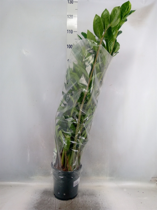 Zamioculcas zamiifolia