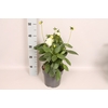 Dahlia 19 cm White
