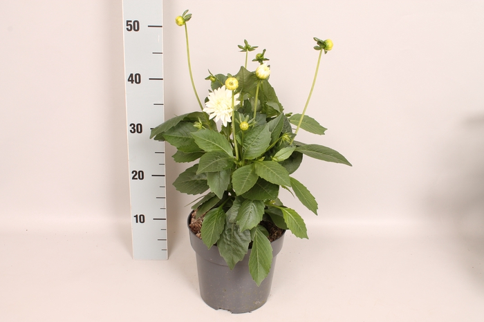 Dahlia 19 cm White