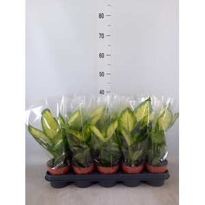 Dieffenbachia  'Camilla'