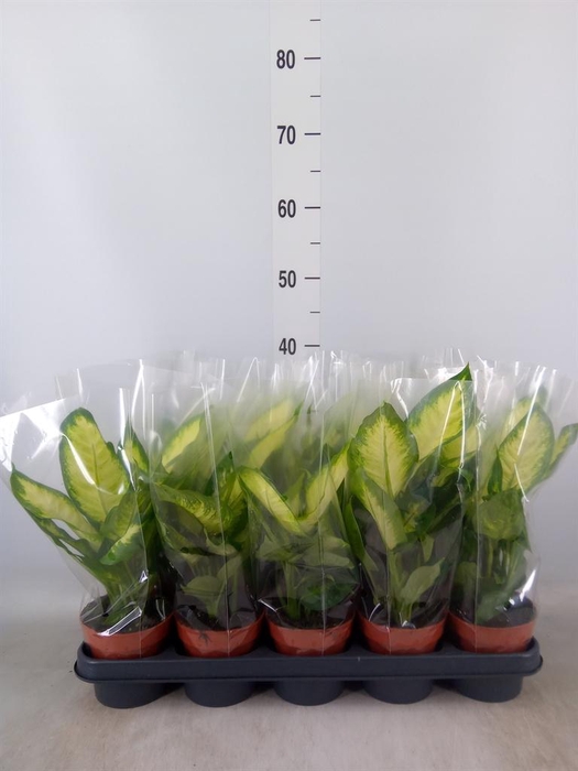 <h4>Dieffenbachia  'Camilla'</h4>