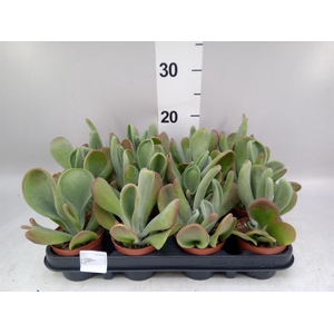 Kalanchoe NF   ...