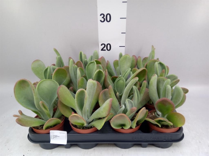 <h4>Kalanchoe NF   ...</h4>