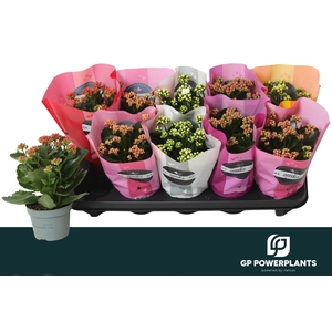 KAL GE PERF GEM 5 KL