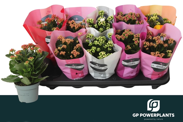 <h4>KAL GE PERF GEM 5 KL</h4>