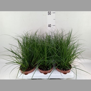Carex brunnea