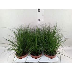 Carex brunnea