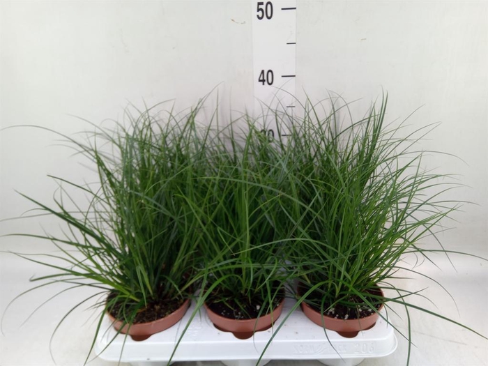 <h4>Carex brunnea</h4>