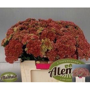 SEDUM HERBSTFREUDE