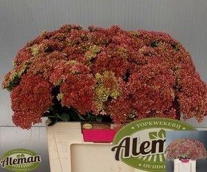 <h4>SEDUM HERBSTFREUDE</h4>