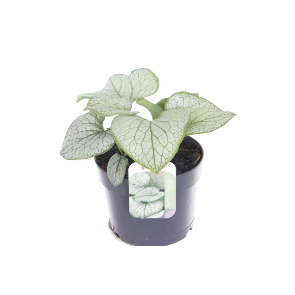 <h4>Brunnera Silver Spear</h4>