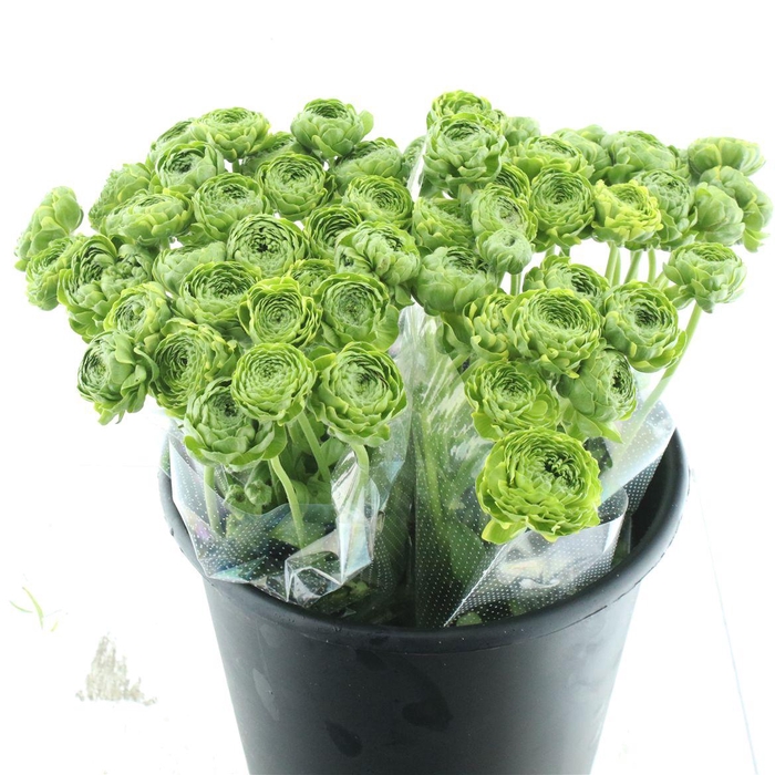 <h4>Ran Ponpon Flora Peach Extra</h4>