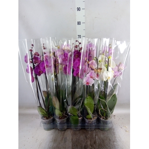 Phalaenopsis   ...mix  5