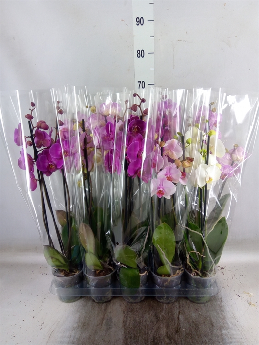 <h4>Phalaenopsis   ...mix  5</h4>