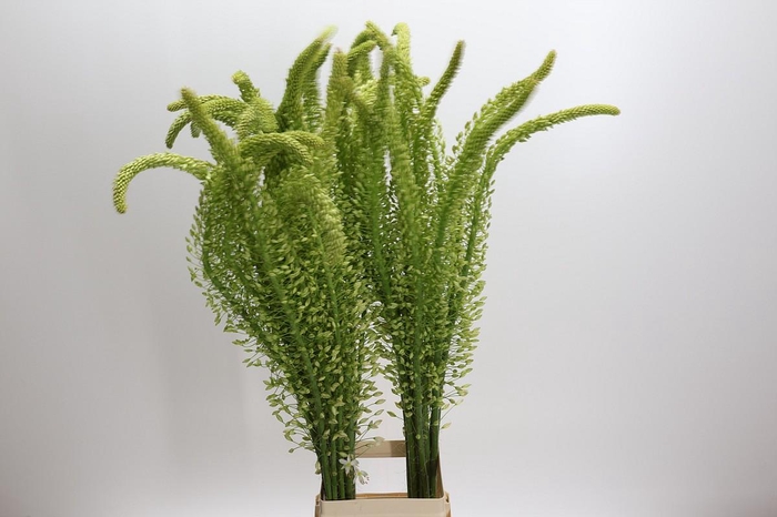 <h4>Eremurus Obelisk</h4>