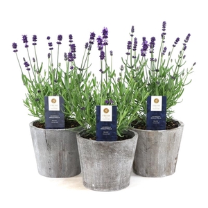 Lavandula ang. 'Felice'® Collection P12 in Wood